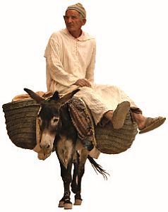 man-donkey-p38-30-days-prayer-238x300